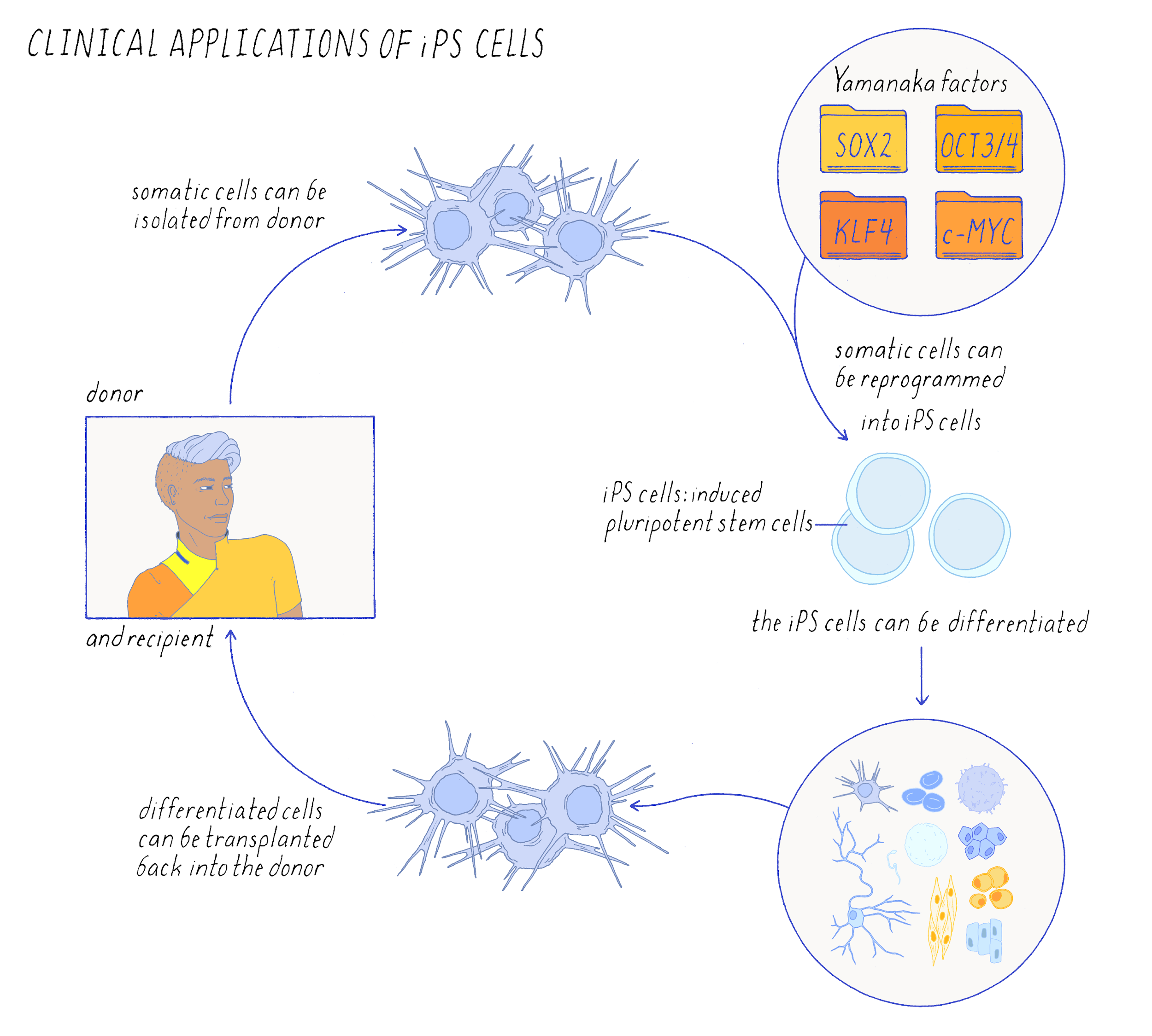 Cell Biology, Genetics & Neuroscience | Narratives & Key